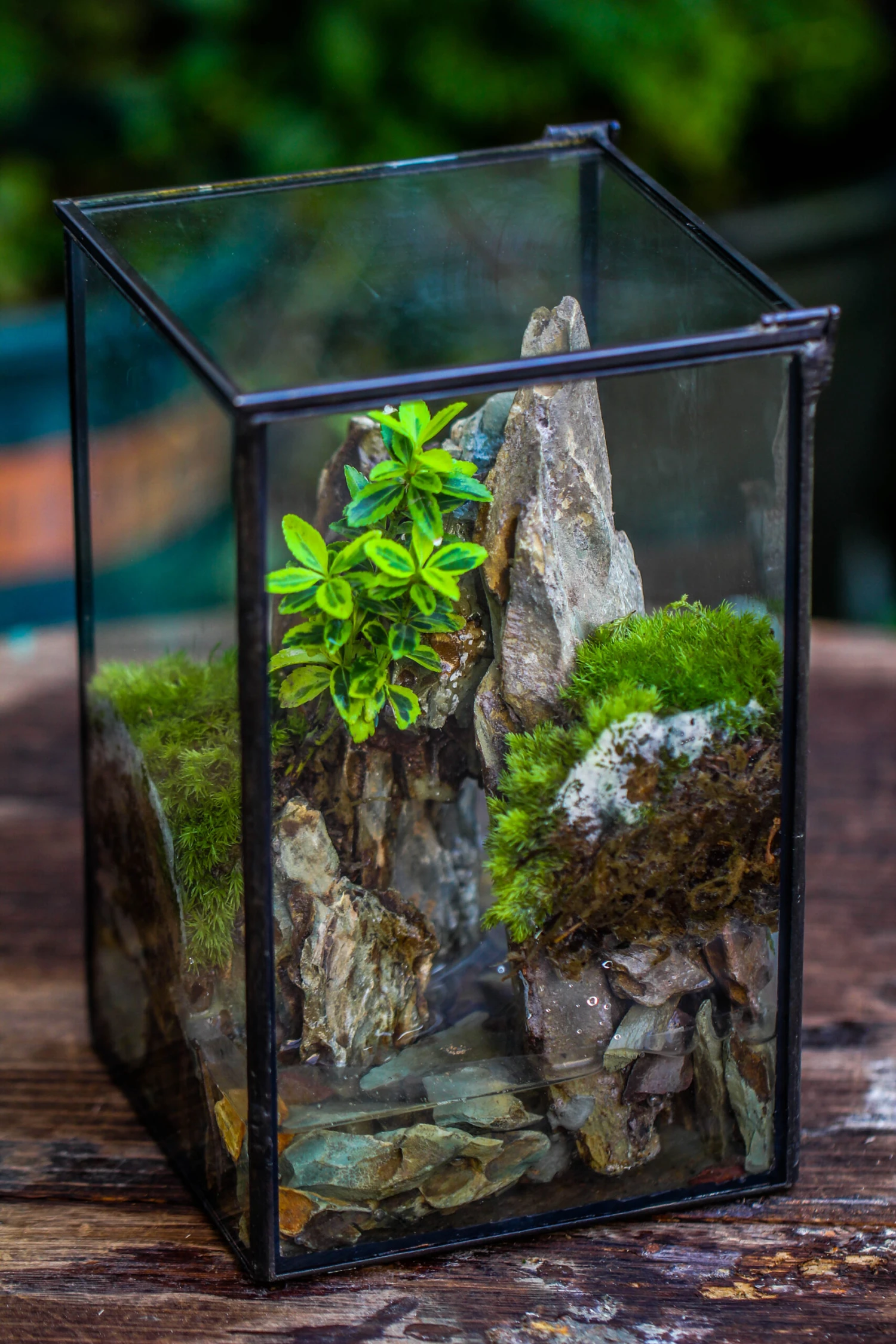 NCYP Watertight Close Geometric Glass Tin Terrarium, For Small Waterpond, Moss Landscape, Live Miniature, Water Pond, Miniature 19 NCYP Watertight Close Geometric Glass Tin Terrarium, For Small Waterpond, Moss Landscape, Live Miniature, Water Pond, Miniature - Image 19