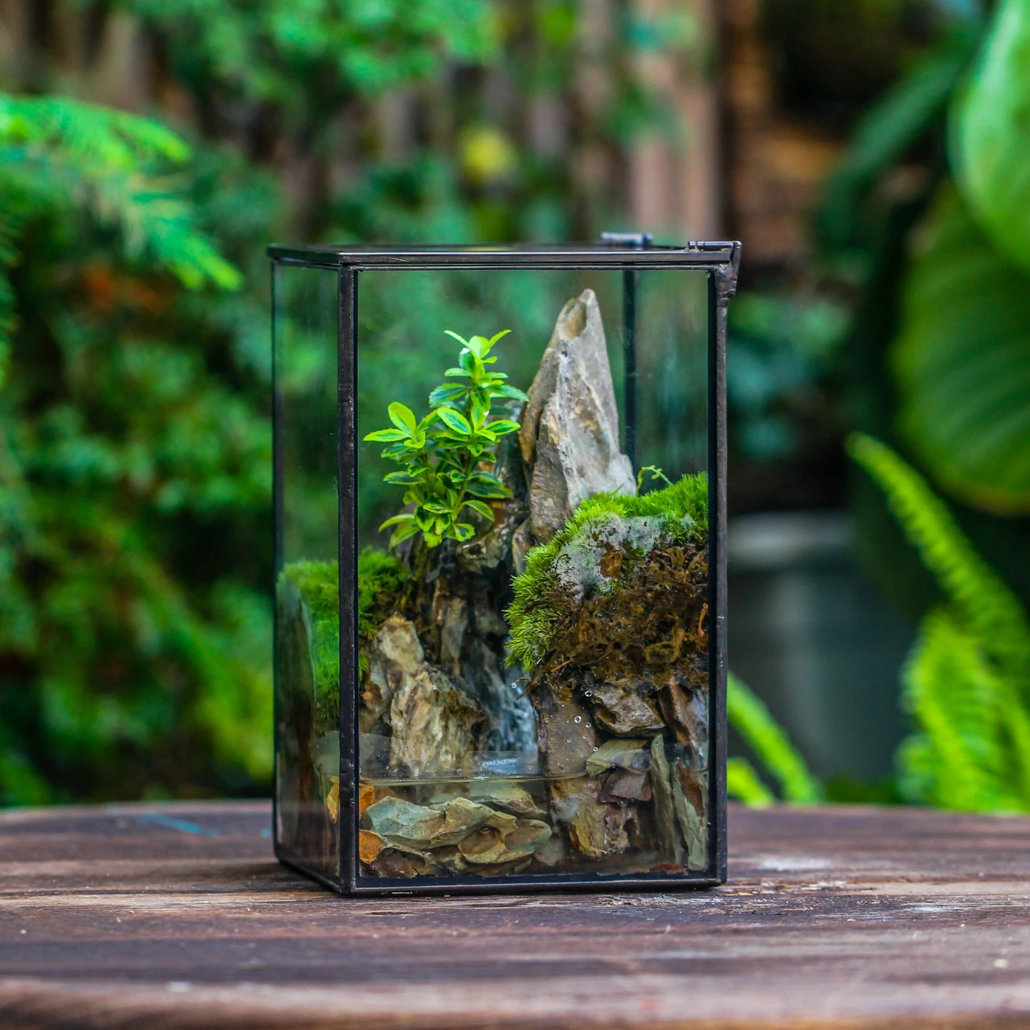 NCYP Watertight Close Geometric Glass Tin Terrarium, For Small Waterpond, Moss Landscape, Live Miniature, Water Pond, Miniature 1 NCYP Watertight Close Geometric Glass Tin Terrarium, For Small Waterpond, Moss Landscape, Live Miniature, Water Pond, Miniature