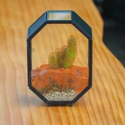 Mini 5x7 Inches Octagon Shape Glass Geometric Terrarium Enclosure With Side Vent For Small Insect, Jumping Spider -Glass Plant Store IMG 6183 2