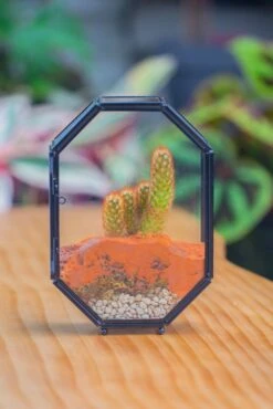 Mini 5x7 Inches Octagon Shape Glass Geometric Terrarium Enclosure With Side Vent For Small Insect, Jumping Spider -Glass Plant Store IMG 6184