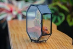 Mini 5x7 Inches Octagon Shape Glass Geometric Terrarium Enclosure With Side Vent For Small Insect, Jumping Spider -Glass Plant Store IMG 6186