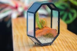 Mini 5x7 Inches Octagon Shape Glass Geometric Terrarium Enclosure With Side Vent For Small Insect, Jumping Spider -Glass Plant Store IMG 6187