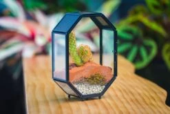 Mini 5x7 Inches Octagon Shape Glass Geometric Terrarium Enclosure With Side Vent For Small Insect, Jumping Spider -Glass Plant Store IMG 6188 c055040e 1cd8 455a a780 c8435dff1ba3