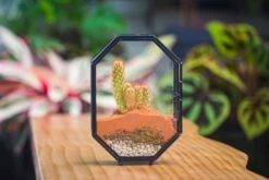 Mini 5x7 Inches Octagon Shape Glass Geometric Terrarium Enclosure With Side Vent For Small Insect, Jumping Spider -Glass Plant Store IMG 6189 60d8dca5 23ef 46b7 abd2 8a5e3a2e6d1d