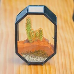 Mini 5x7 Inches Octagon Shape Glass Geometric Terrarium Enclosure With Side Vent For Small Insect, Jumping Spider -Glass Plant Store IMG 6190 2
