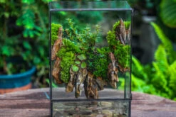Close Geometric Glass Tin Terrarium , Watertight, 8x12" Container For Moss Wall, Fern, Landscape Waterpond, 8x12", No Plants Customizable 24 Close Geometric Glass Tin Terrarium , Watertight, 8x12" Container For Moss Wall, Fern, Landscape Waterpond, 8x12", No Plants Customizable -Glass Plant Store IMG 6200