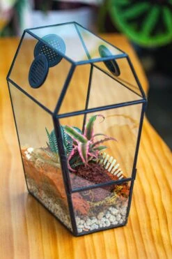 Coffin-Shaped Tin Glass Terrarium Enclosure, Gothic Style, For Jumping Spider, Insects, Snails 35 Coffin-Shaped Tin Glass Terrarium Enclosure, Gothic Style, For Jumping Spider, Insects, Snails -Glass Plant Store IMG 6200 774664b9 811b 4c30 8af2 db4b61094bda
