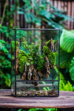 Close Geometric Glass Tin Terrarium , Watertight, 8x12" Container For Moss Wall, Fern, Landscape Waterpond, 8x12", No Plants Customizable 22 Close Geometric Glass Tin Terrarium , Watertight, 8x12" Container For Moss Wall, Fern, Landscape Waterpond, 8x12", No Plants Customizable -Glass Plant Store IMG 6203
