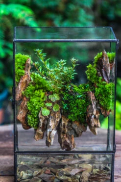 Close Geometric Glass Tin Terrarium , Watertight, 8x12" Container For Moss Wall, Fern, Landscape Waterpond, 8x12", No Plants Customizable 23 Close Geometric Glass Tin Terrarium , Watertight, 8x12" Container For Moss Wall, Fern, Landscape Waterpond, 8x12", No Plants Customizable -Glass Plant Store IMG 6204