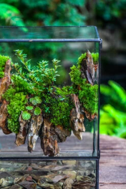 Close Geometric Glass Tin Terrarium , Watertight, 8x12" Container For Moss Wall, Fern, Landscape Waterpond, 8x12", No Plants Customizable 26 Close Geometric Glass Tin Terrarium , Watertight, 8x12" Container For Moss Wall, Fern, Landscape Waterpond, 8x12", No Plants Customizable -Glass Plant Store IMG 6205