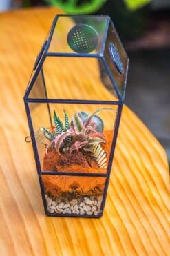 Coffin-Shaped Tin Glass Terrarium Enclosure, Gothic Style, For Jumping Spider, Insects, Snails 34 Coffin-Shaped Tin Glass Terrarium Enclosure, Gothic Style, For Jumping Spider, Insects, Snails -Glass Plant Store IMG 6205 be08068e 08a0 4c0b a68b e843b109cb12