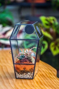 Coffin-Shaped Tin Glass Terrarium Enclosure, Gothic Style, For Jumping Spider, Insects, Snails 27 Coffin-Shaped Tin Glass Terrarium Enclosure, Gothic Style, For Jumping Spider, Insects, Snails -Glass Plant Store IMG 6206 088a6fbd 33bc 49d9 9ba6 11395ce48608