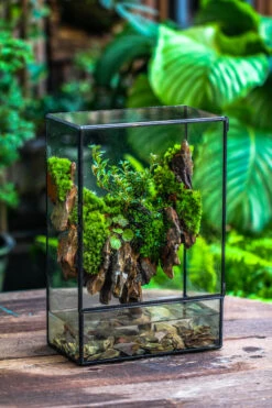 Close Geometric Glass Tin Terrarium , Watertight, 8x12" Container For Moss Wall, Fern, Landscape Waterpond, 8x12", No Plants Customizable 30 Close Geometric Glass Tin Terrarium , Watertight, 8x12" Container For Moss Wall, Fern, Landscape Waterpond, 8x12", No Plants Customizable -Glass Plant Store IMG 6209