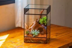 8x8x12 Inches Large Handmade Glass Geometric Terrarium With Side Vent, For Large Insects 39 8x8x12 Inches Large Handmade Glass Geometric Terrarium With Side Vent, For Large Insects -Glass Plant Store IMG 6211 cd6ce46d 68be 4b63 ad84 37a631a46fd9