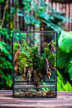 Close Geometric Glass Tin Terrarium , Watertight, 8x12" Container For Moss Wall, Fern, Landscape Waterpond, 8x12", No Plants Customizable 33 Close Geometric Glass Tin Terrarium , Watertight, 8x12" Container For Moss Wall, Fern, Landscape Waterpond, 8x12", No Plants Customizable -Glass Plant Store IMG 6212