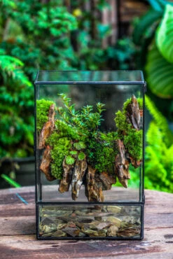 Close Geometric Glass Tin Terrarium , Watertight, 8x12" Container For Moss Wall, Fern, Landscape Waterpond, 8x12", No Plants Customizable 28 Close Geometric Glass Tin Terrarium , Watertight, 8x12" Container For Moss Wall, Fern, Landscape Waterpond, 8x12", No Plants Customizable -Glass Plant Store IMG 6213