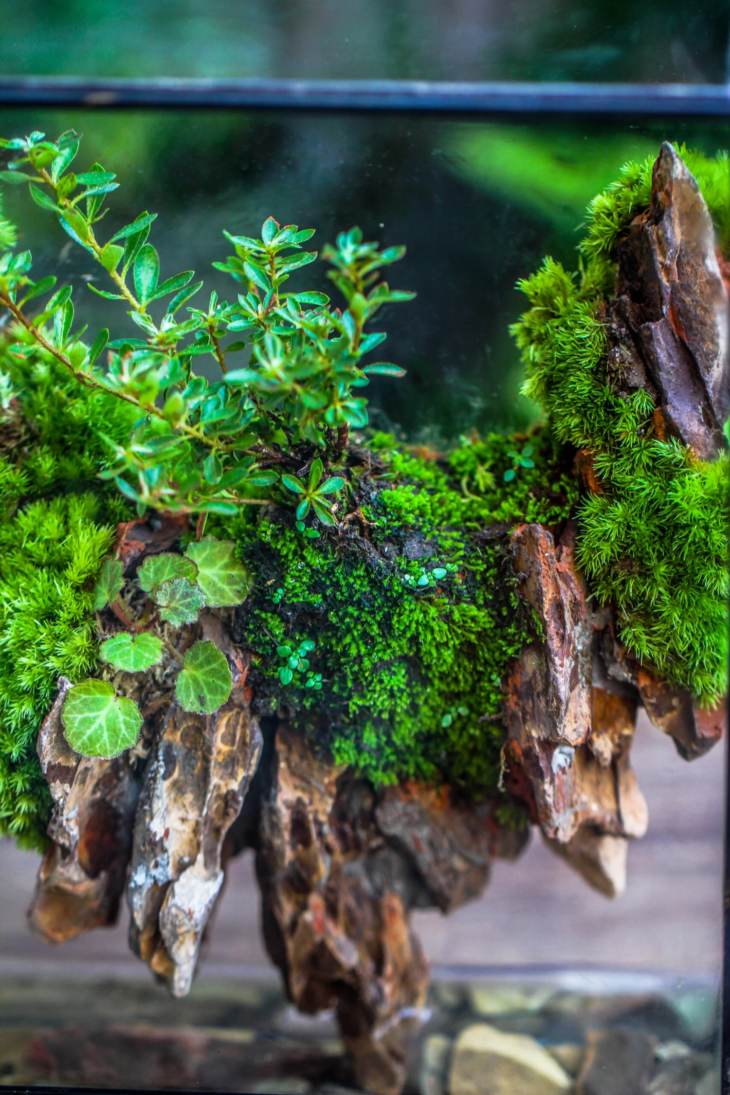 5-12cm Natural Ohko Dragon Stone Rock For Terrarium, Aquarium Bonsai Landscape, 500g 9 5-12cm Natural Ohko Dragon Stone Rock For Terrarium, Aquarium Bonsai Landscape, 500g - Image 9