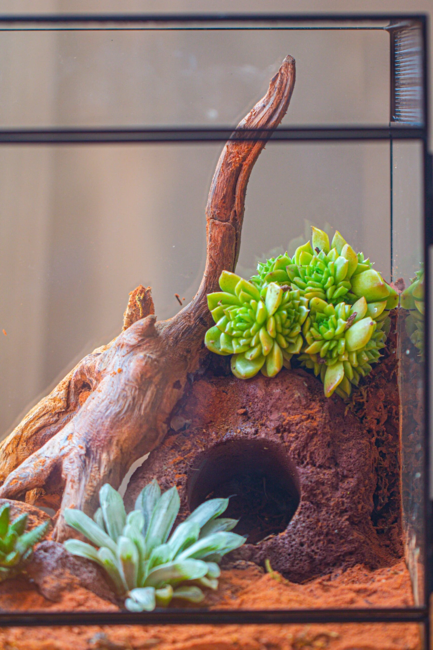 8x8x12 Inches Large Handmade Glass Geometric Terrarium With Side Vent, For Large Insects 8 8x8x12 Inches Large Handmade Glass Geometric Terrarium With Side Vent, For Large Insects - Image 8