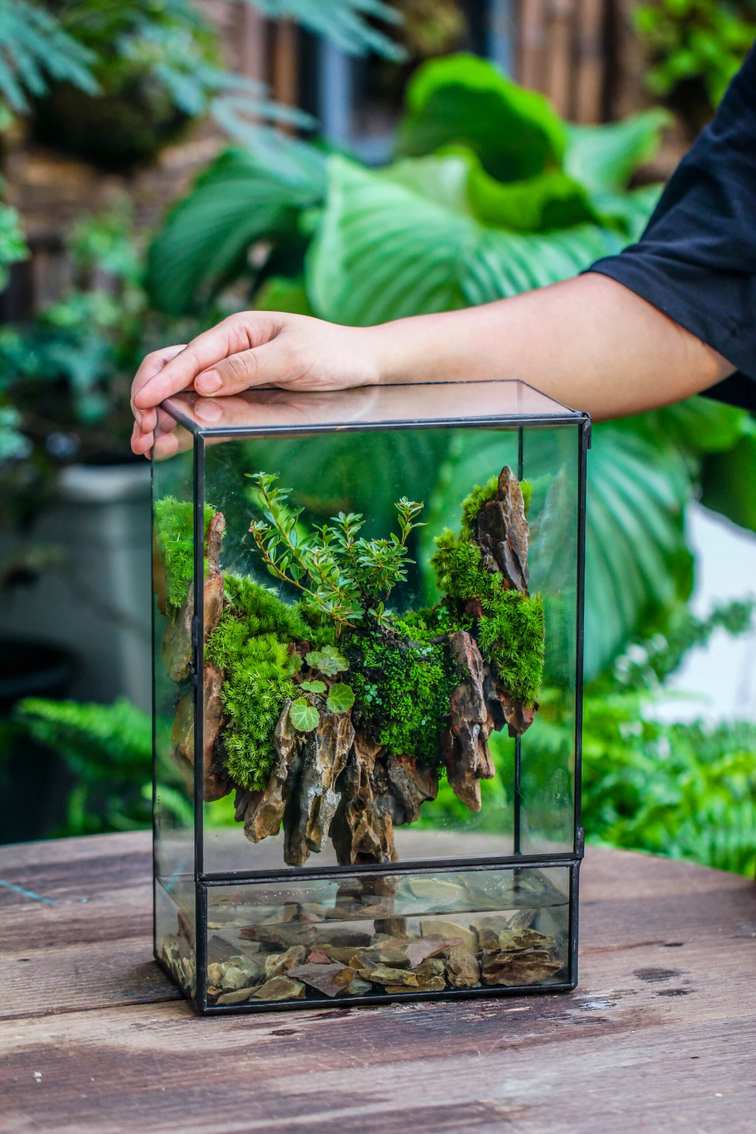 Close Geometric Glass Tin Terrarium , Watertight, 8x12" Container For Moss Wall, Fern, Landscape Waterpond, 8x12", No Plants Customizable 16 Close Geometric Glass Tin Terrarium , Watertight, 8x12" Container For Moss Wall, Fern, Landscape Waterpond, 8x12", No Plants Customizable - Image 16