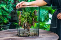 Close Geometric Glass Tin Terrarium , Watertight, 8x12" Container For Moss Wall, Fern, Landscape Waterpond, 8x12", No Plants Customizable 36 Close Geometric Glass Tin Terrarium , Watertight, 8x12" Container For Moss Wall, Fern, Landscape Waterpond, 8x12", No Plants Customizable -Glass Plant Store IMG 6218