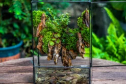 Close Geometric Glass Tin Terrarium , Watertight, 8x12" Container For Moss Wall, Fern, Landscape Waterpond, 8x12", No Plants Customizable 34 Close Geometric Glass Tin Terrarium , Watertight, 8x12" Container For Moss Wall, Fern, Landscape Waterpond, 8x12", No Plants Customizable -Glass Plant Store IMG 6219
