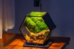 Handmade Hexagon Glass Geometric Terrarium Enclosure With Mesh Vents For Small Insects -Glass Plant Store IMG 6234