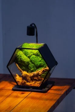 Handmade Hexagon Glass Geometric Terrarium Enclosure With Mesh Vents For Small Insects -Glass Plant Store IMG 6238 3