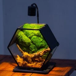 Handmade Hexagon Glass Geometric Terrarium Enclosure With Mesh Vents For Small Insects -Glass Plant Store IMG 6238 4