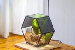 Handmade Hexagon Glass Geometric Terrarium Enclosure With Mesh Vents For Small Insects -Glass Plant Store IMG 6242