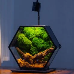 Handmade Hexagon Glass Geometric Terrarium Enclosure With Mesh Vents For Small Insects -Glass Plant Store IMG 6248 2