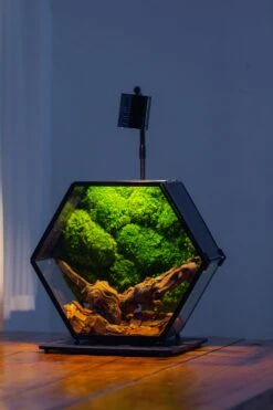 Handmade Hexagon Glass Geometric Terrarium Enclosure With Mesh Vents For Small Insects -Glass Plant Store IMG 6248