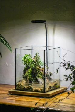 5-12cm Natural Ohko Dragon Stone Rock For Terrarium, Aquarium Bonsai Landscape, 500g 30 5-12cm Natural Ohko Dragon Stone Rock For Terrarium, Aquarium Bonsai Landscape, 500g -Glass Plant Store IMG 6294