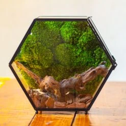 Handmade Hexagon Glass Geometric Terrarium Enclosure With Mesh Vents For Small Insects -Glass Plant Store IMG 6305 2