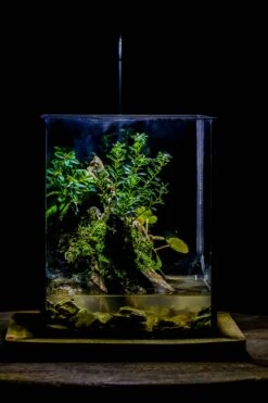 5-12cm Natural Ohko Dragon Stone Rock For Terrarium, Aquarium Bonsai Landscape, 500g 33 5-12cm Natural Ohko Dragon Stone Rock For Terrarium, Aquarium Bonsai Landscape, 500g -Glass Plant Store IMG 6305