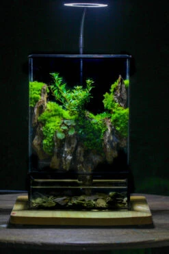 Close Geometric Glass Tin Terrarium , Watertight, 8x12" Container For Moss Wall, Fern, Landscape Waterpond, 8x12", No Plants Customizable 39 Close Geometric Glass Tin Terrarium , Watertight, 8x12" Container For Moss Wall, Fern, Landscape Waterpond, 8x12", No Plants Customizable -Glass Plant Store IMG 6335
