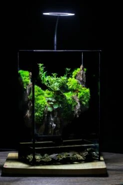 Close Geometric Glass Tin Terrarium , Watertight, 8x12" Container For Moss Wall, Fern, Landscape Waterpond, 8x12", No Plants Customizable 37 Close Geometric Glass Tin Terrarium , Watertight, 8x12" Container For Moss Wall, Fern, Landscape Waterpond, 8x12", No Plants Customizable -Glass Plant Store IMG 6339
