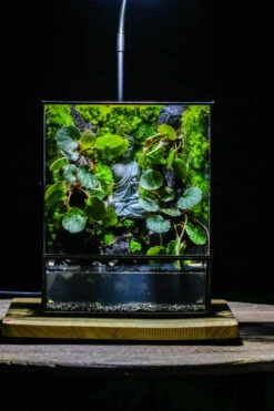 Close Geometric Glass Tin Terrarium , Watertight, 8x10" Container For Moss Wall, Fern, Landscape Waterpond, No Plants, Customizable -Glass Plant Store IMG 6354