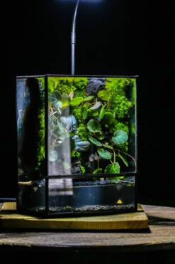 Close Geometric Glass Tin Terrarium , Watertight, 8x10" Container For Moss Wall, Fern, Landscape Waterpond, No Plants, Customizable -Glass Plant Store IMG 6356