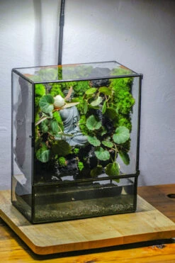 Close Geometric Glass Tin Terrarium , Watertight, 8x10" Container For Moss Wall, Fern, Landscape Waterpond, No Plants, Customizable -Glass Plant Store IMG 6360
