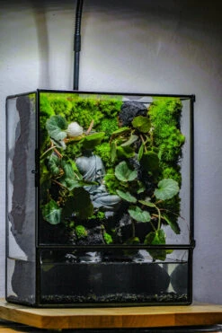 Close Geometric Glass Tin Terrarium , Watertight, 8x10" Container For Moss Wall, Fern, Landscape Waterpond, No Plants, Customizable -Glass Plant Store IMG 6361