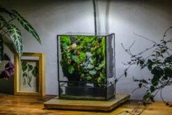 Close Geometric Glass Tin Terrarium , Watertight, 8x10" Container For Moss Wall, Fern, Landscape Waterpond, No Plants, Customizable -Glass Plant Store IMG 6363