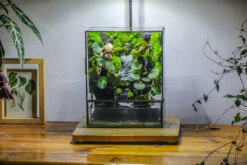 Close Geometric Glass Tin Terrarium , Watertight, 8x10" Container For Moss Wall, Fern, Landscape Waterpond, No Plants, Customizable -Glass Plant Store IMG 6364