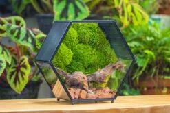 Handmade Hexagon Glass Geometric Terrarium Enclosure With Mesh Vents For Small Insects -Glass Plant Store IMG 6367