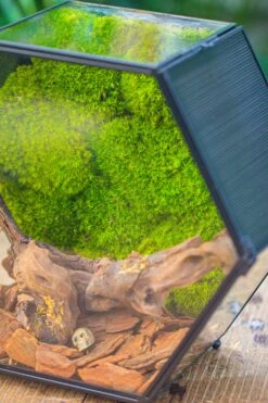 Handmade Hexagon Glass Geometric Terrarium Enclosure With Mesh Vents For Small Insects -Glass Plant Store IMG 6368