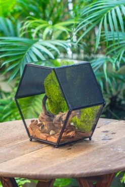 Handmade Hexagon Glass Geometric Terrarium Enclosure With Mesh Vents For Small Insects -Glass Plant Store IMG 6369