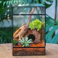 8x8x12 Inches Large Handmade Glass Geometric Terrarium With Side Vent, For Large Insects 28 8x8x12 Inches Large Handmade Glass Geometric Terrarium With Side Vent, For Large Insects -Glass Plant Store IMG 6406 2