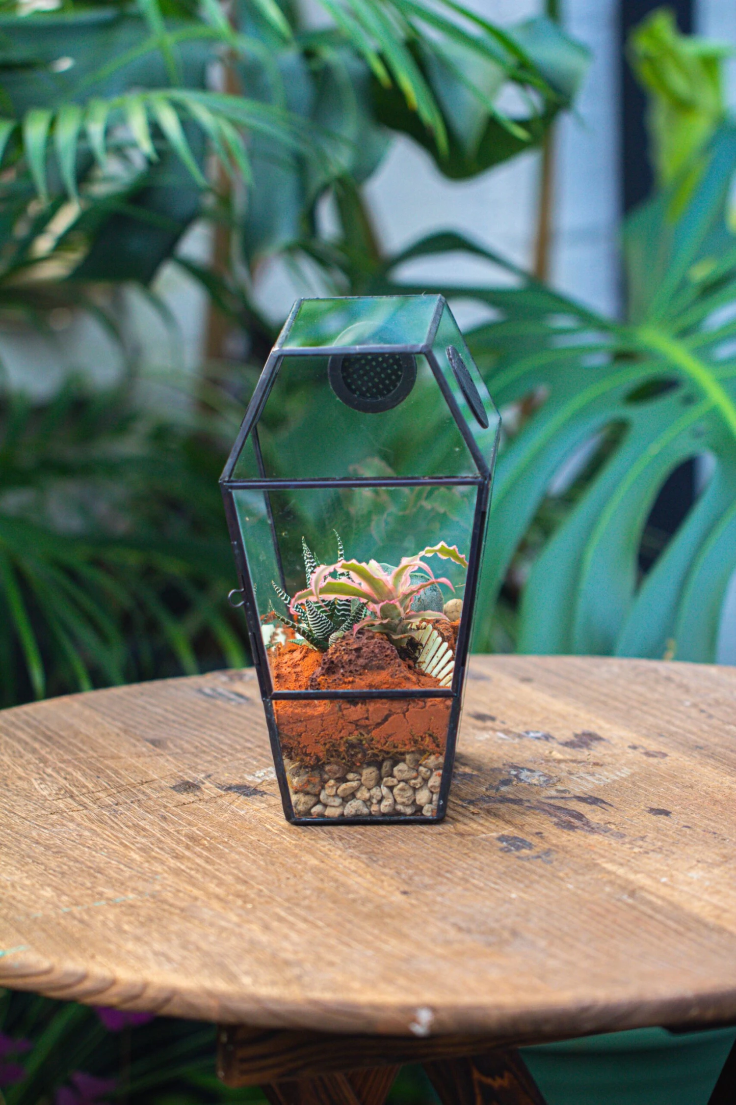 Coffin-Shaped Tin Glass Terrarium Enclosure, Gothic Style, For Jumping Spider, Insects, Snails 6 Coffin-Shaped Tin Glass Terrarium Enclosure, Gothic Style, For Jumping Spider, Insects, Snails - Image 6