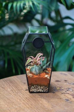 Coffin-Shaped Tin Glass Terrarium Enclosure, Gothic Style, For Jumping Spider, Insects, Snails 32 Coffin-Shaped Tin Glass Terrarium Enclosure, Gothic Style, For Jumping Spider, Insects, Snails -Glass Plant Store IMG 6456