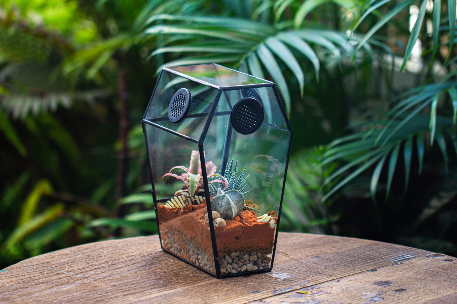 Coffin-Shaped Tin Glass Terrarium Enclosure, Gothic Style, For Jumping Spider, Insects, Snails 9 Coffin-Shaped Tin Glass Terrarium Enclosure, Gothic Style, For Jumping Spider, Insects, Snails - Image 9