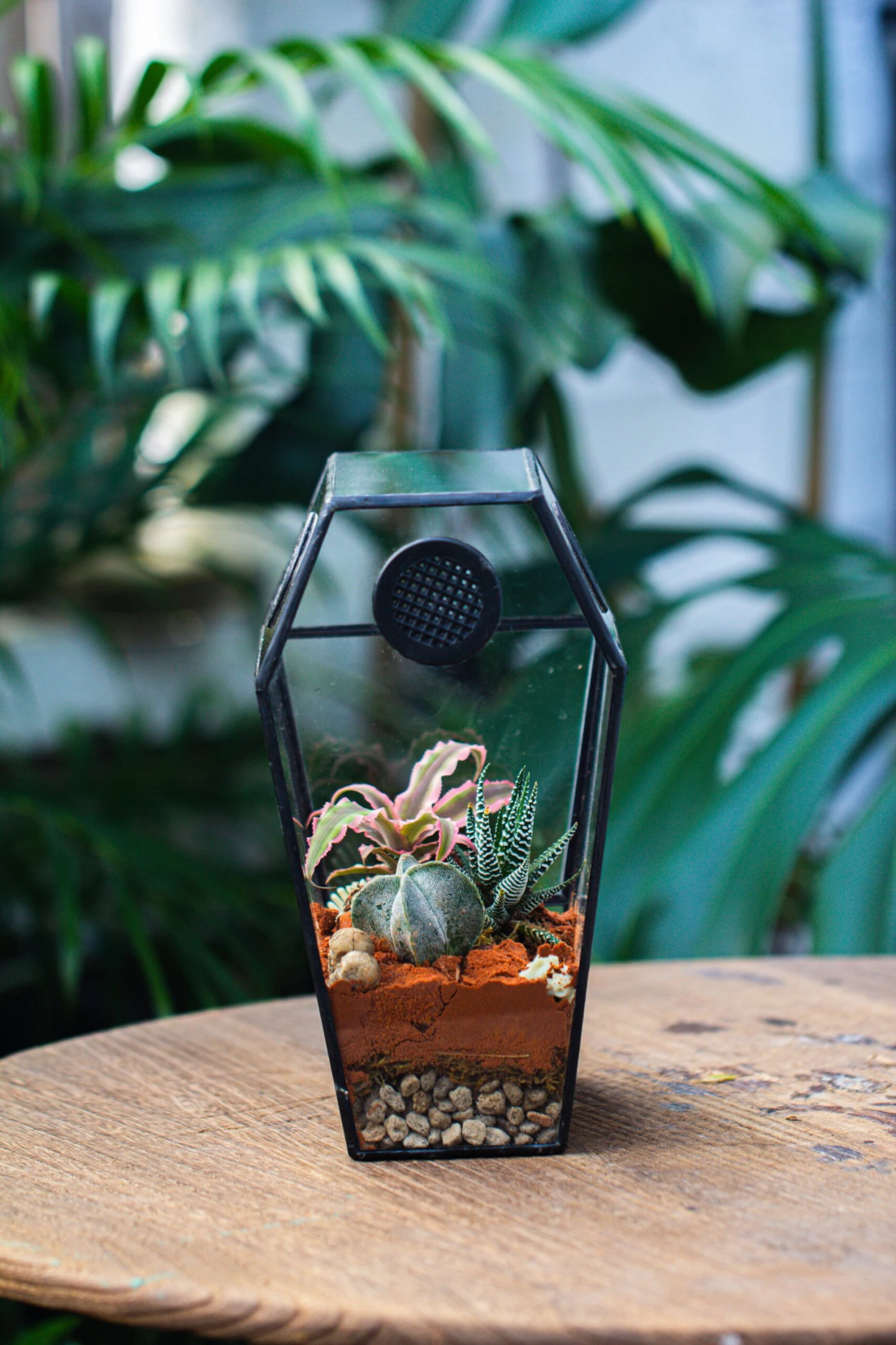 Coffin-Shaped Tin Glass Terrarium Enclosure, Gothic Style, For Jumping Spider, Insects, Snails 10 Coffin-Shaped Tin Glass Terrarium Enclosure, Gothic Style, For Jumping Spider, Insects, Snails - Image 10